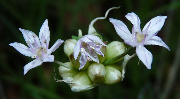 {Allium canadense}